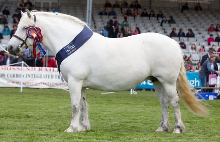 West Lodge Donalds Rose