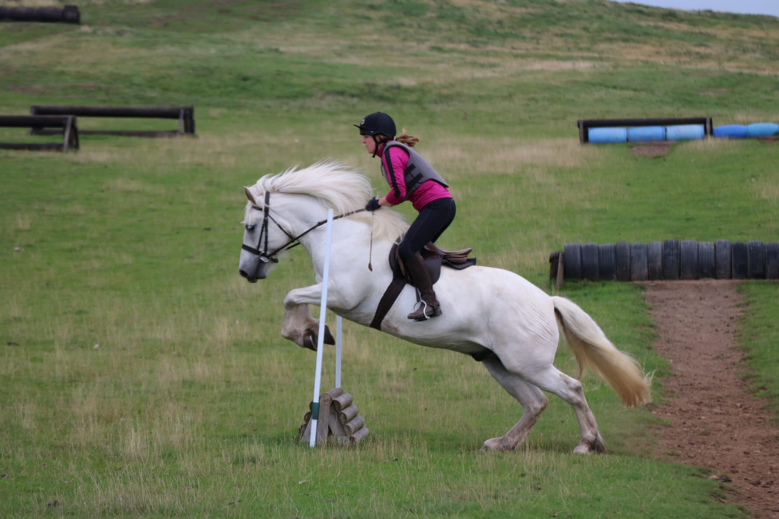 Highland pony feature