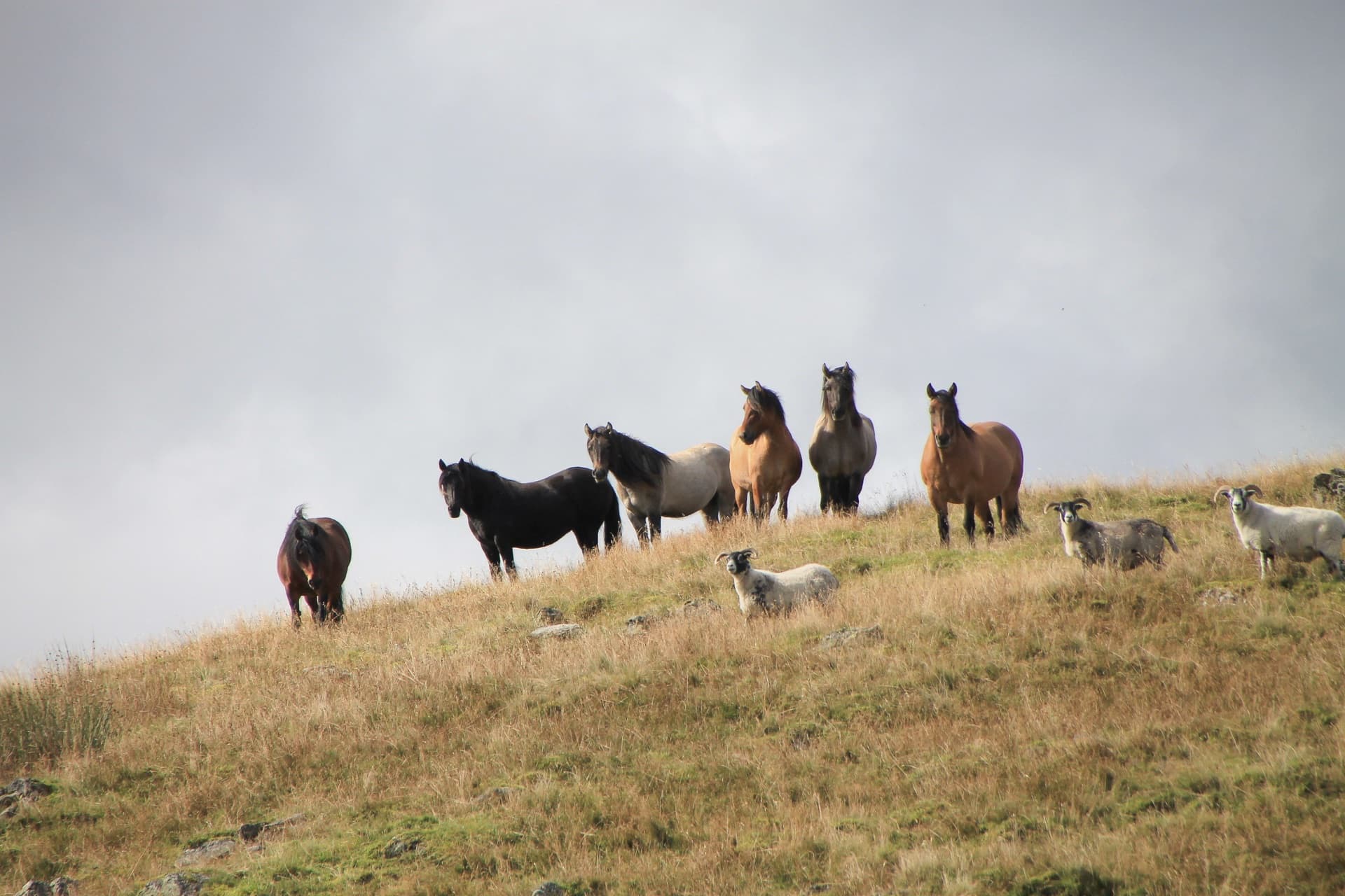 Highland landscape with ponies