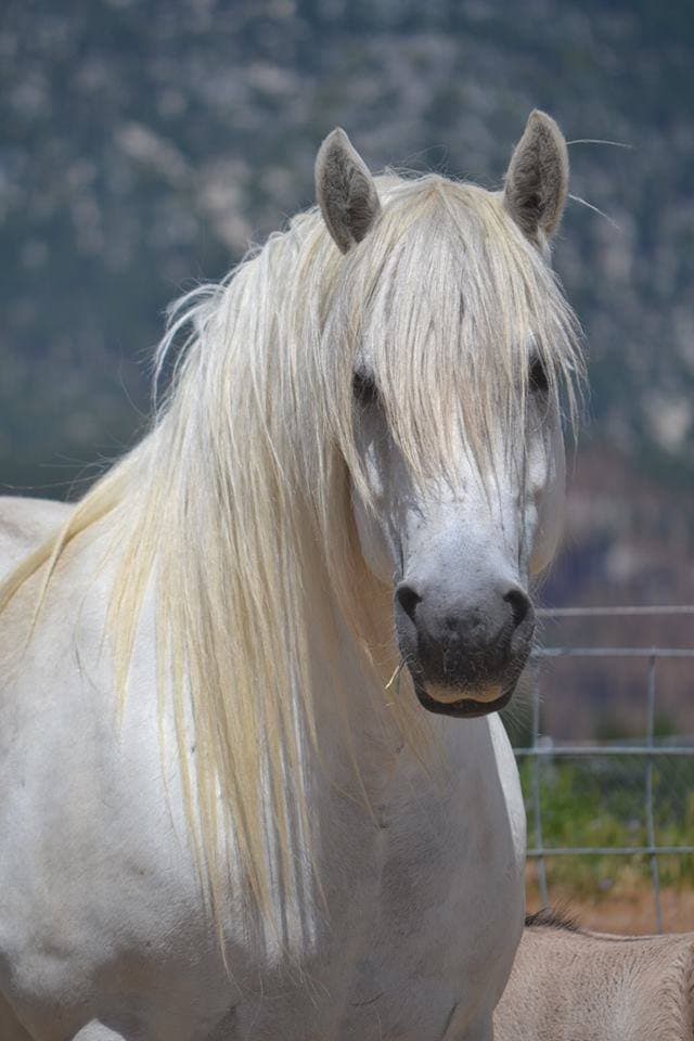 Close-up portrait of a Highland pony