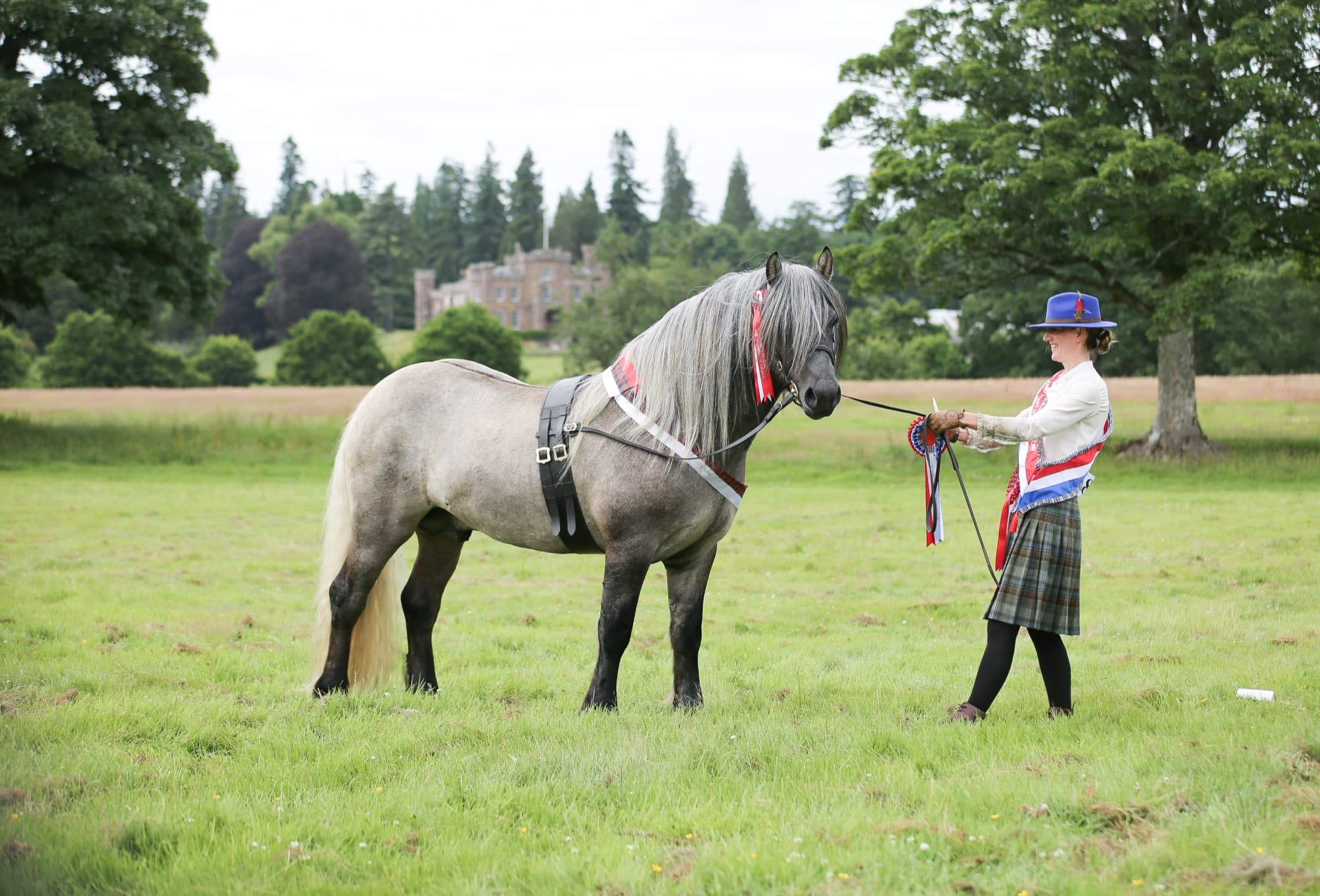 A grey Highland stallion shown in-hand with a kilted handler, a country house behind