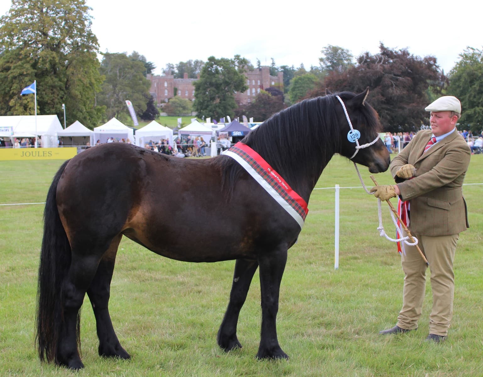 Highland pony feature