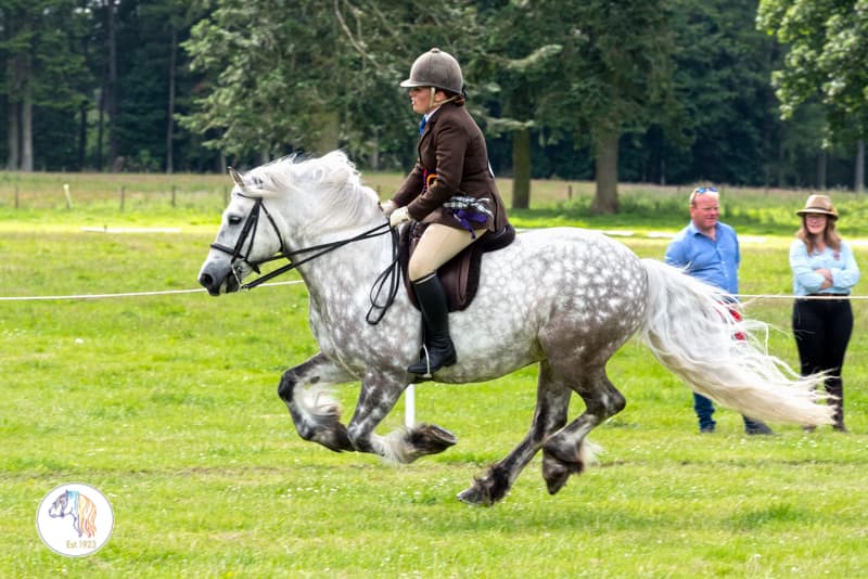 A dappled grey Highland pony cantering at a show