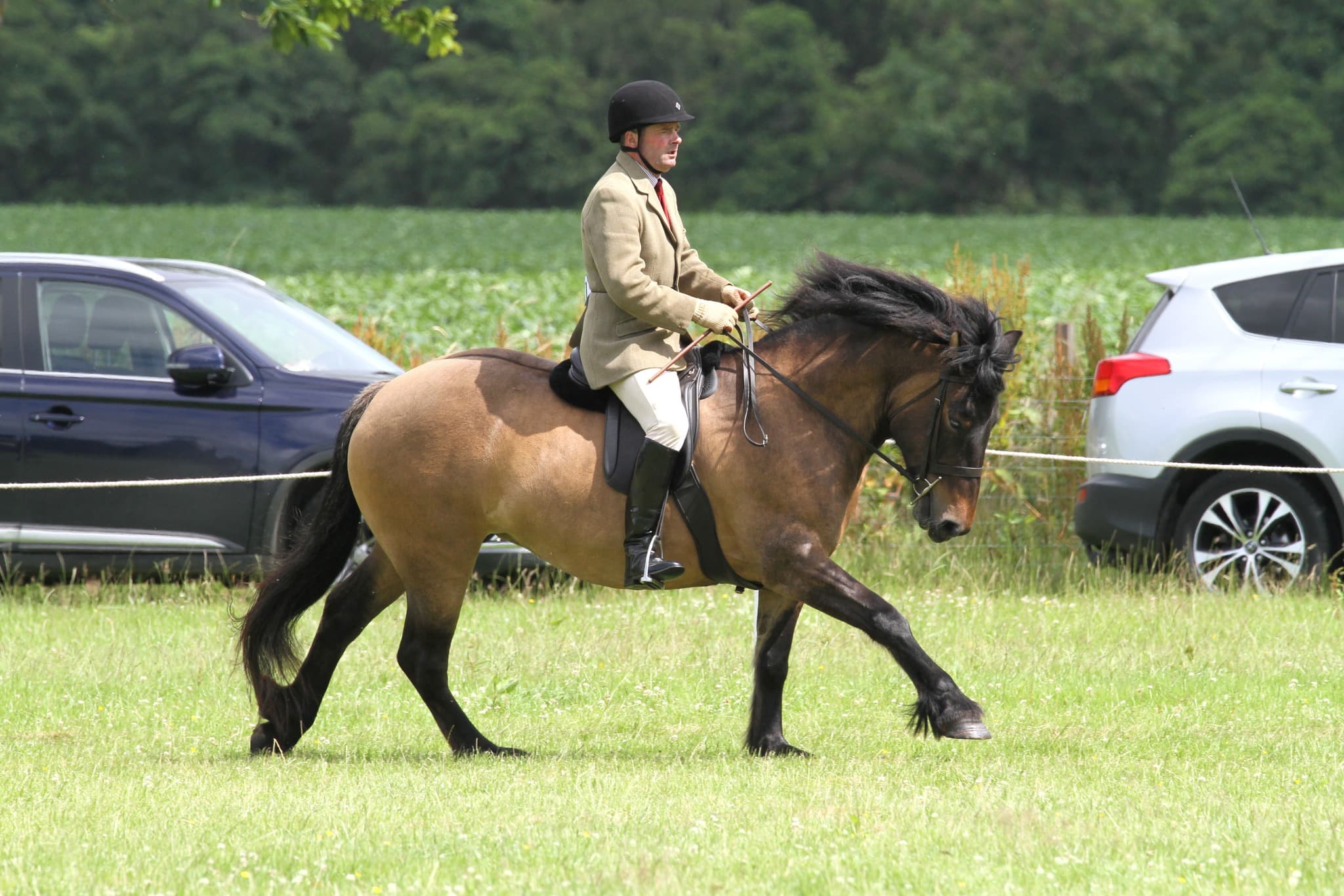 A ridden Highland pony mid-trot at a showground