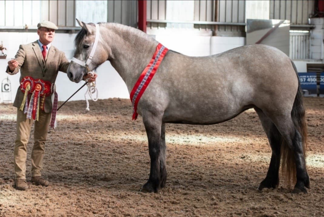 A Highland pony shown in-hand indoors