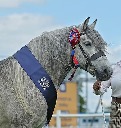 A grey pony headshot with a championship rosette