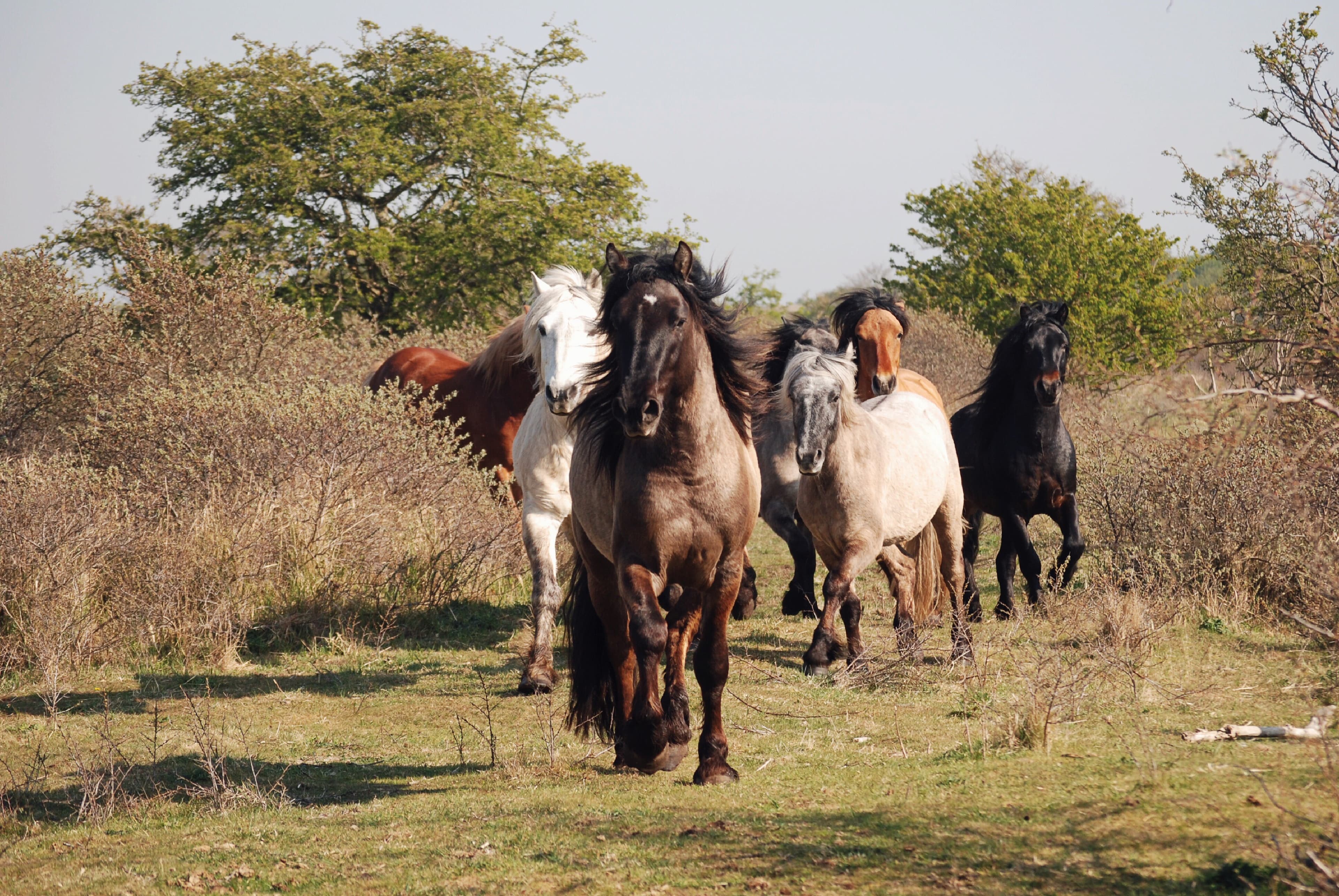 A herd of Highland ponies walking across sunlit scrubland