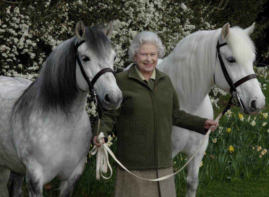 The late Queen Elizabeth II with two Highland ponies in a garden setting