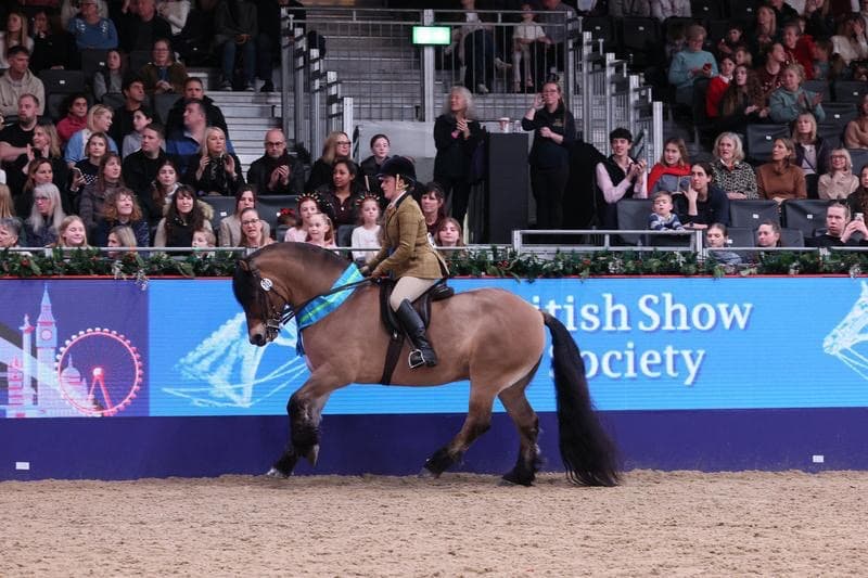 A Highland pony cantering in an indoor arena