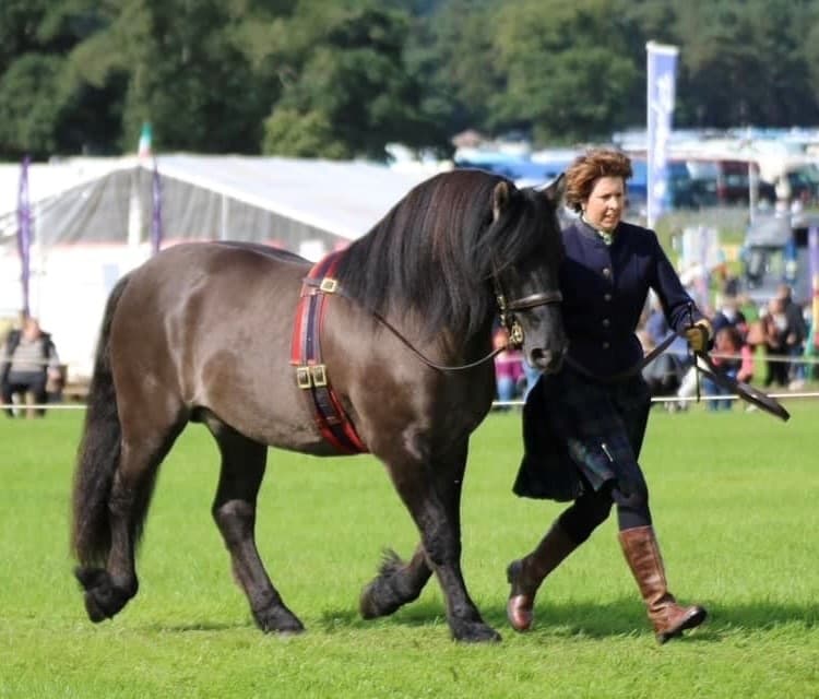 A Highland pony shown in-hand at a show