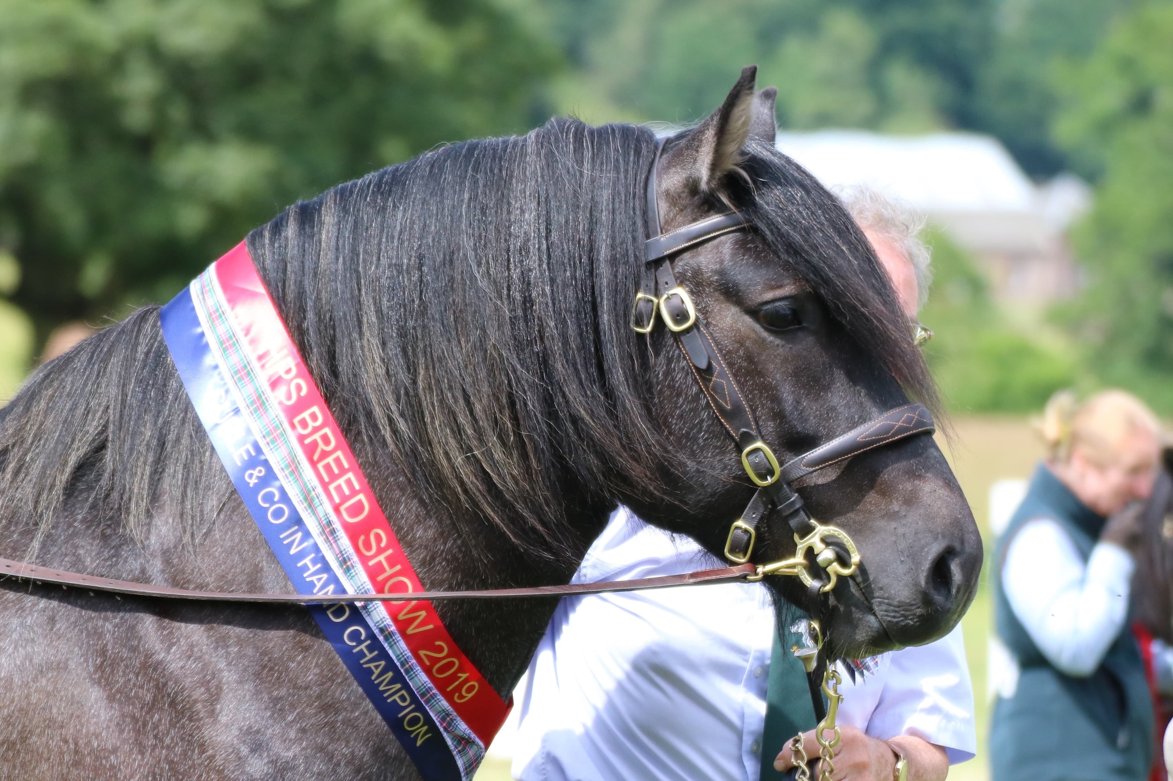 Close-up headshot of a bridled Highland pony