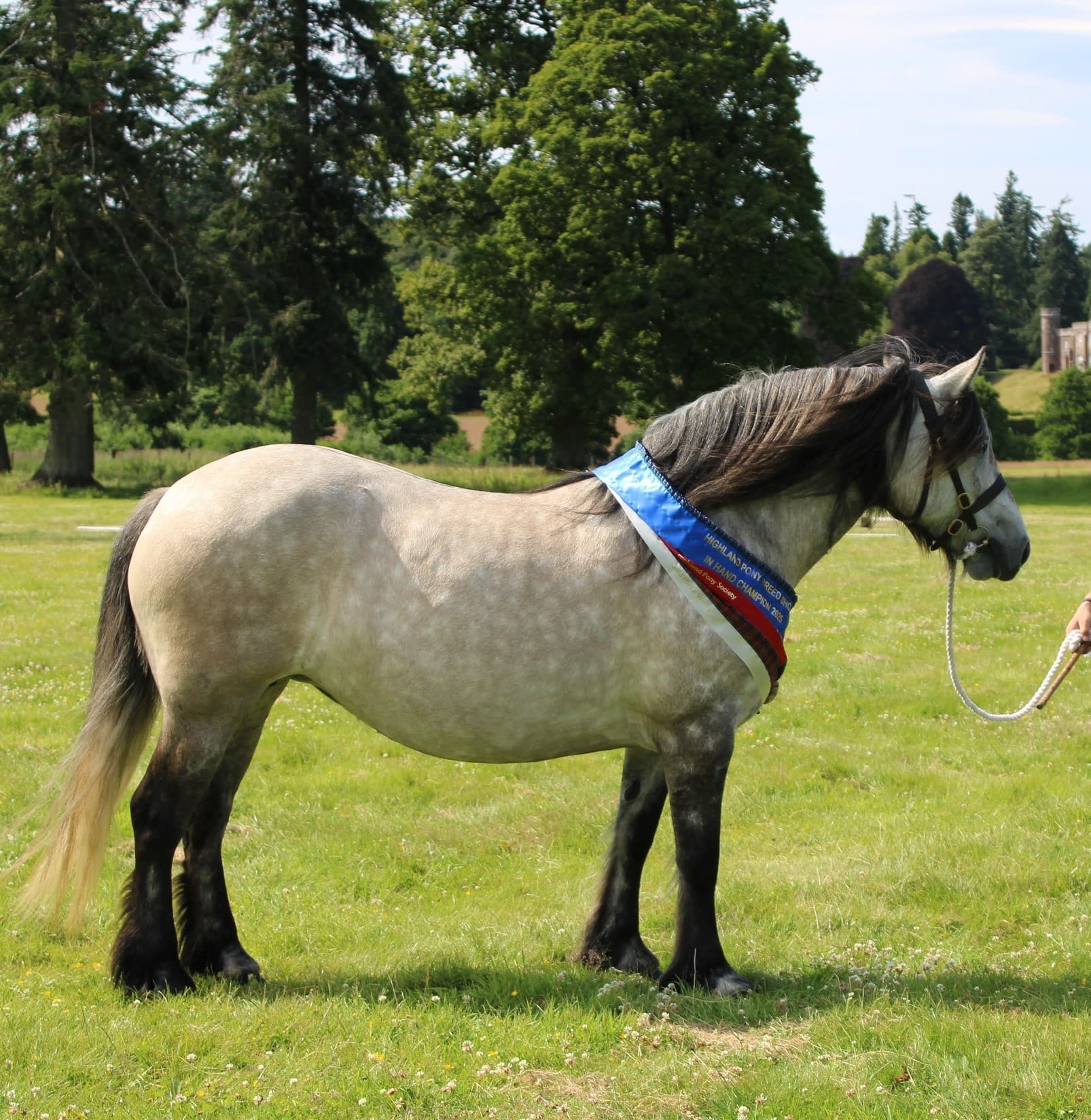Highland pony shown in-hand with an In Hand Champion rosette