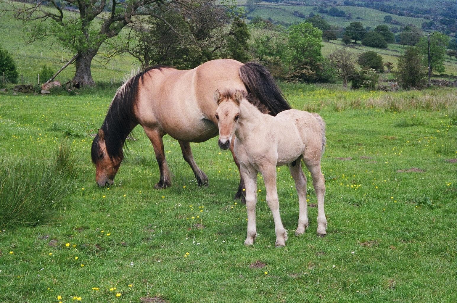 A Highland Pony mare with her newborn foal