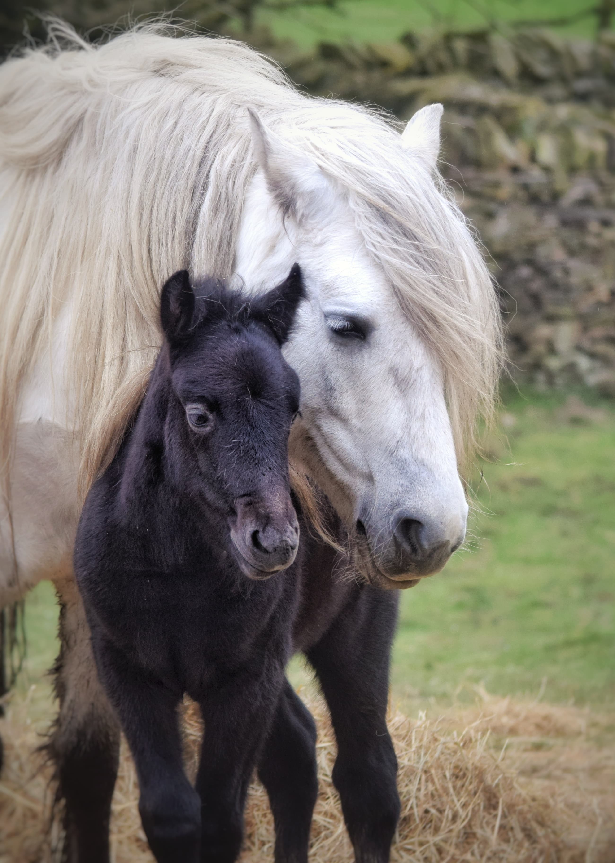 A Highland mare and black foal