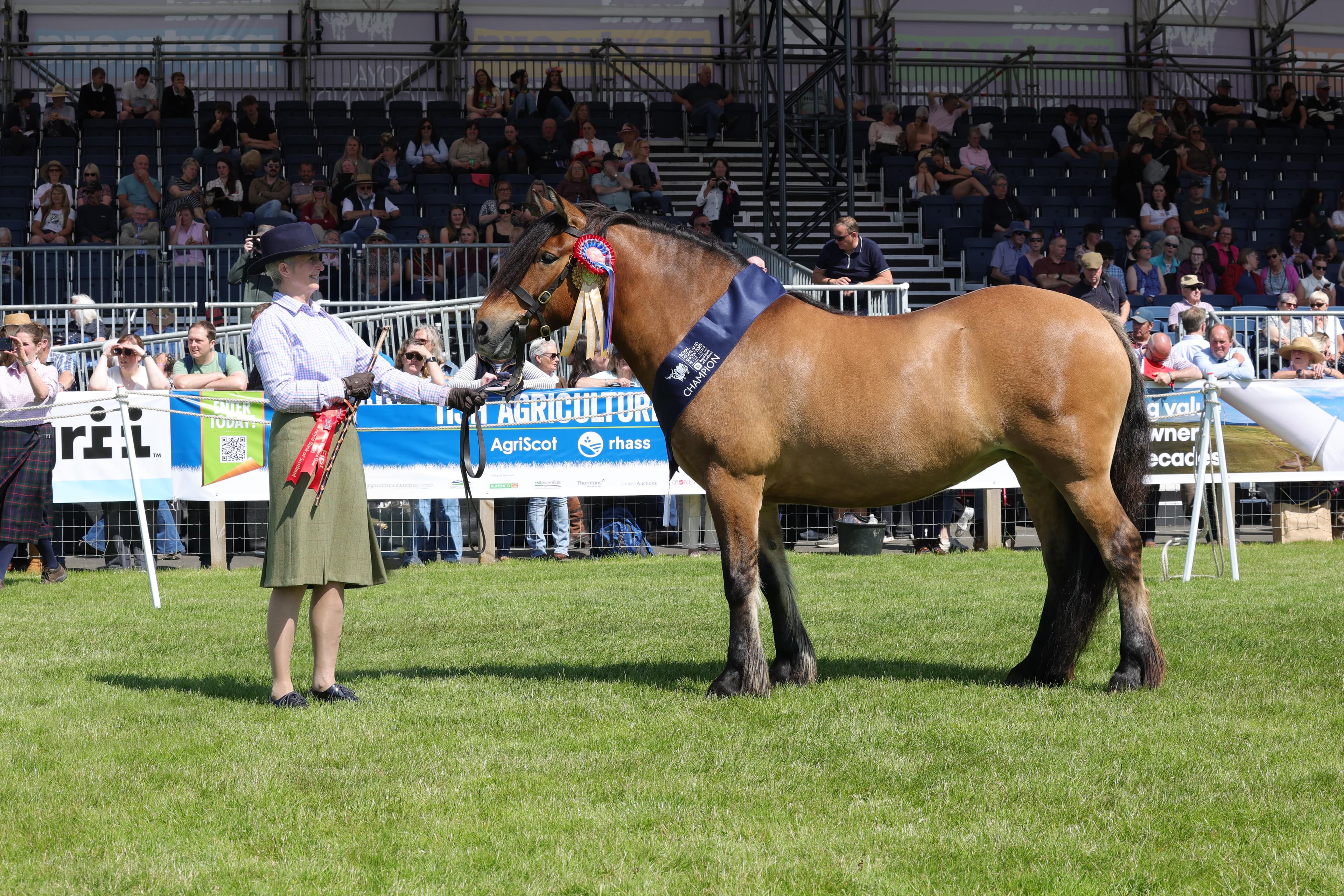 A Highland pony shown in-hand at a showground
