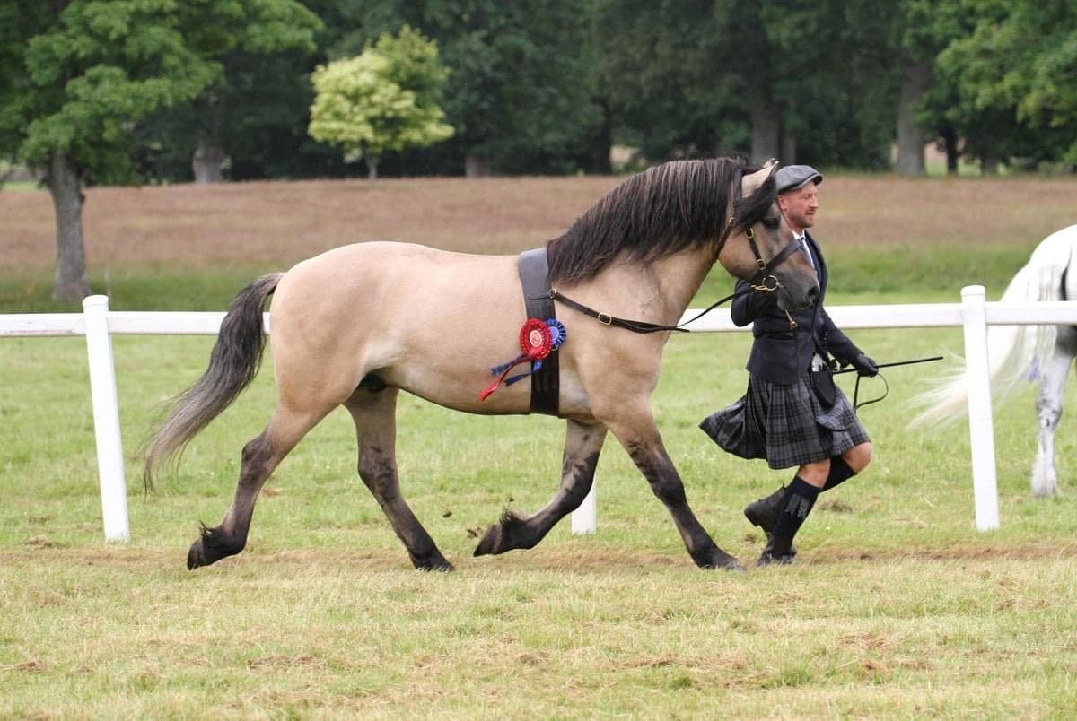 A Highland pony shown in-hand with a kilted handler