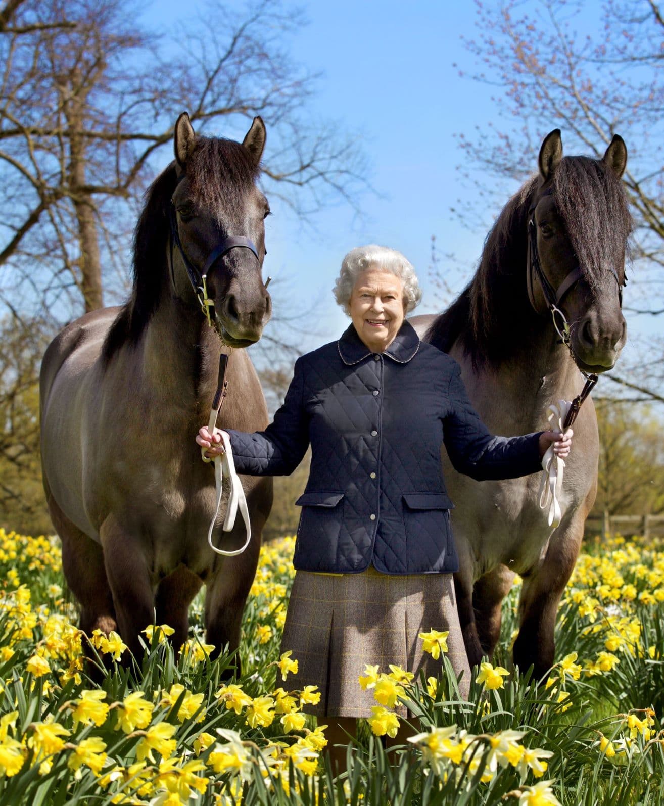 The late Queen Elizabeth II with two Highland ponies in a field of daffodils