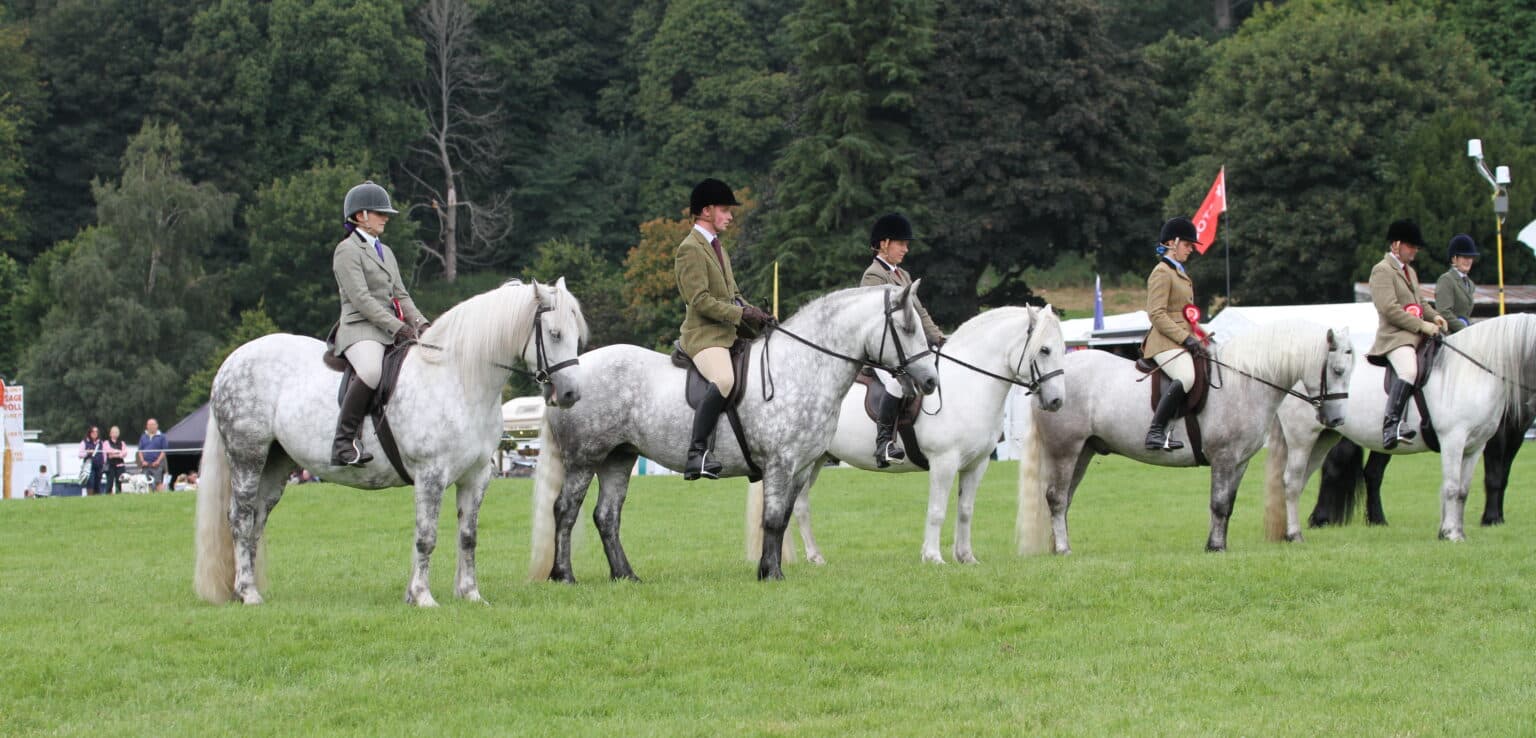 A line of ridden Highland ponies at a breed show
