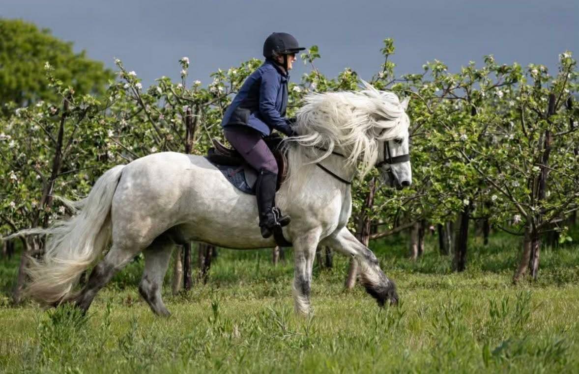 A Highland pony cantering through a blossoming orchard