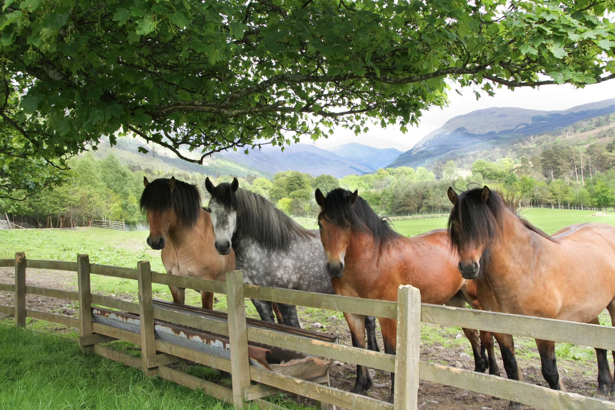 Four Highland ponies at a field fence with a Highland glen and mountains behind