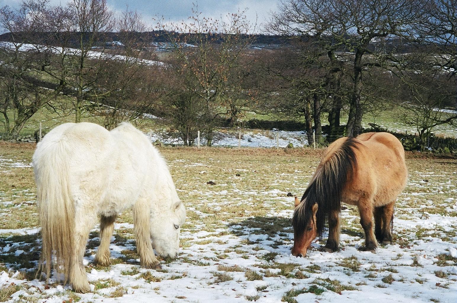 Highland ponies in a snow-dusted winter field