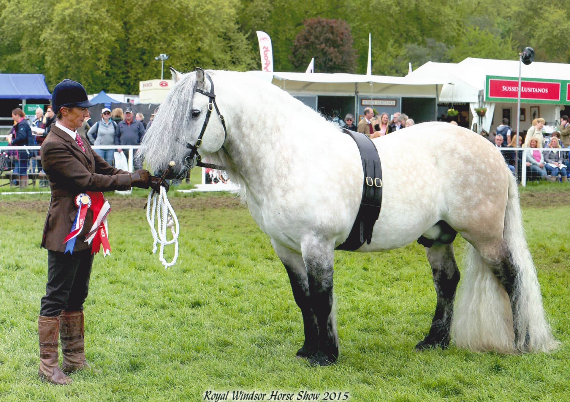 Highland Pony stallion at the Royal Windsor Horse Show 2015