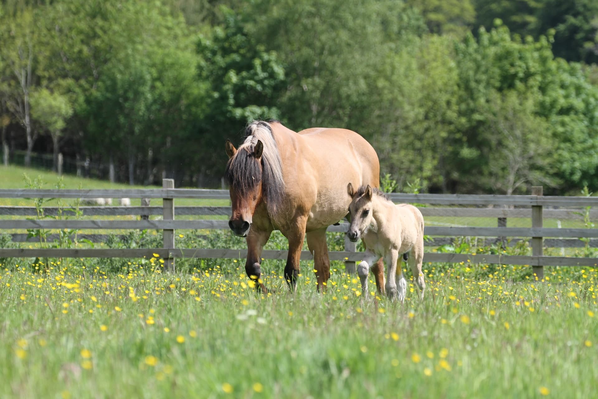 Highland pony