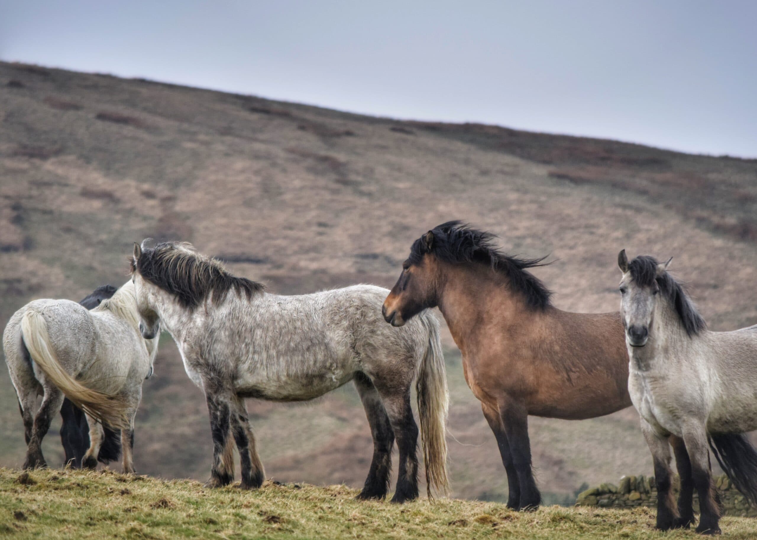 A herd of Highland ponies on the moorland