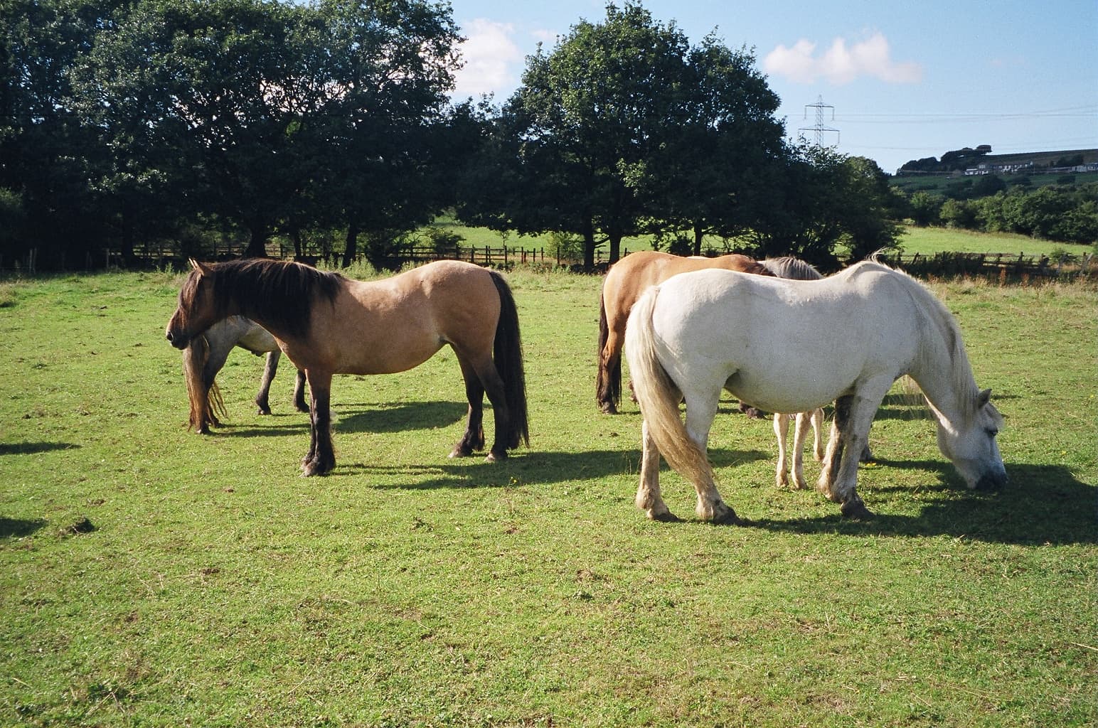 A herd of Highland ponies grazing under trees