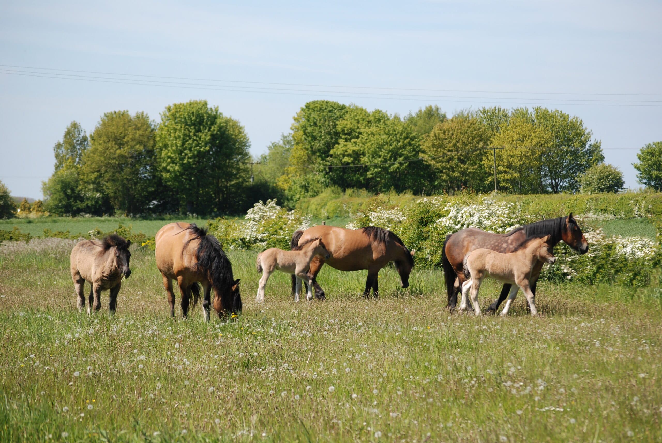 Highland mares and foals on a flowering hillside