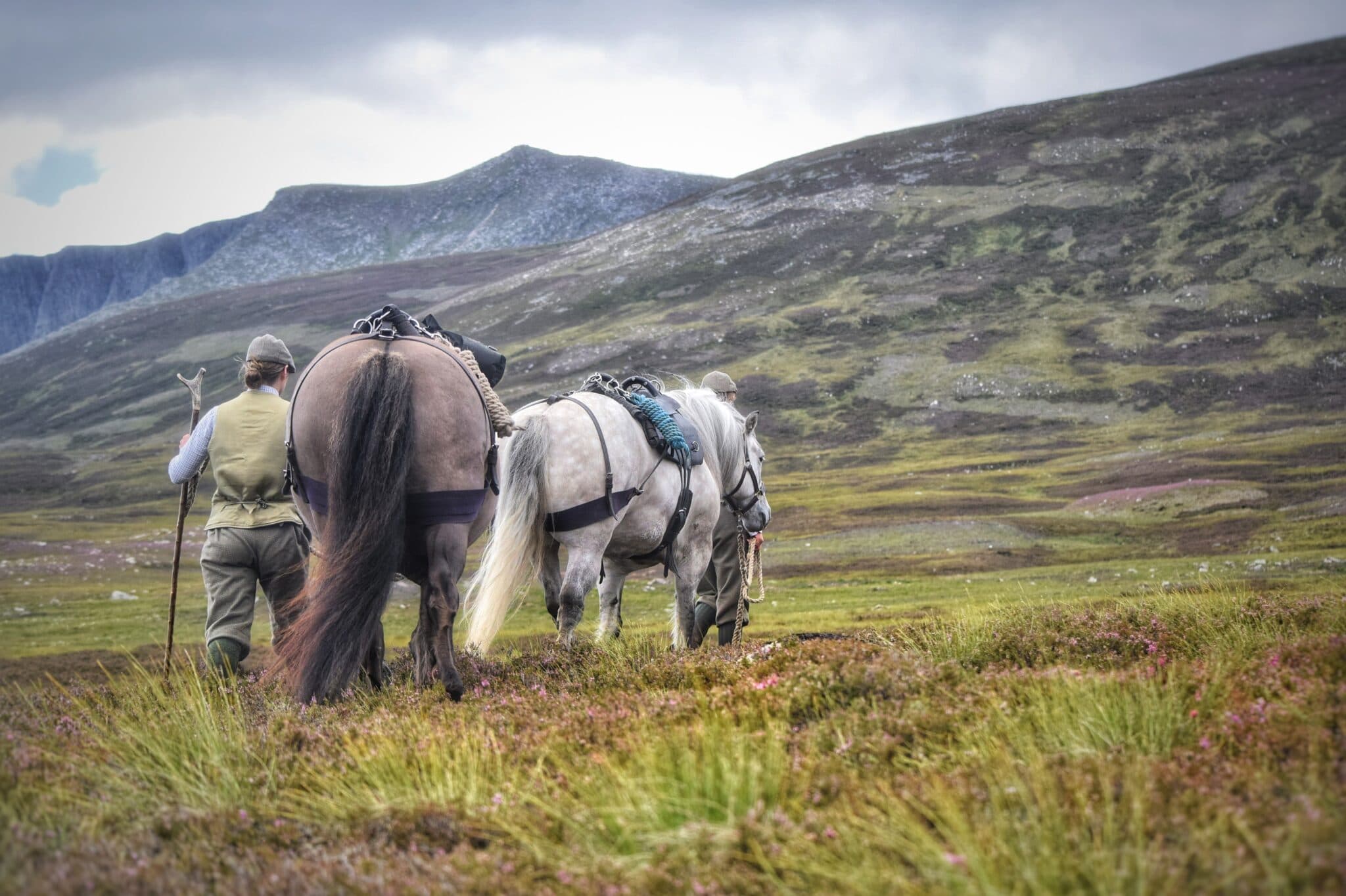 Highland pack ponies with a mountain backdrop