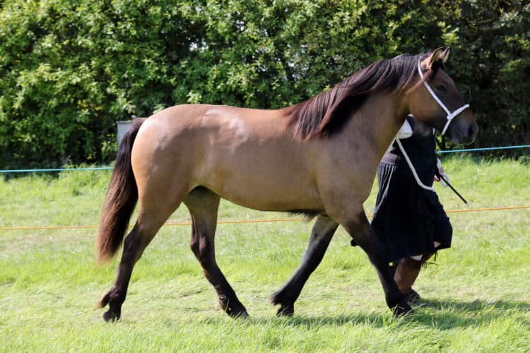 Highland pony