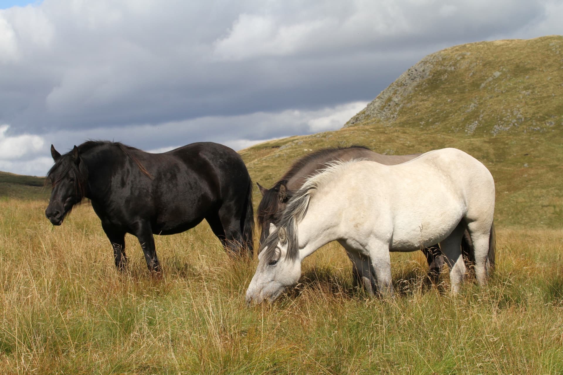 Two Highland Ponies on a Scottish hillside
