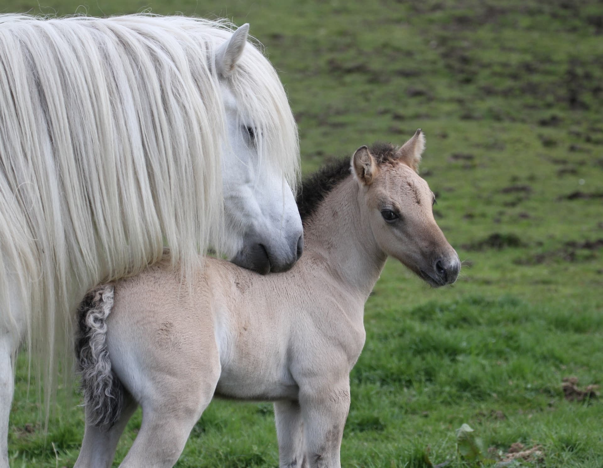 Highland Pony mare with newborn foal
