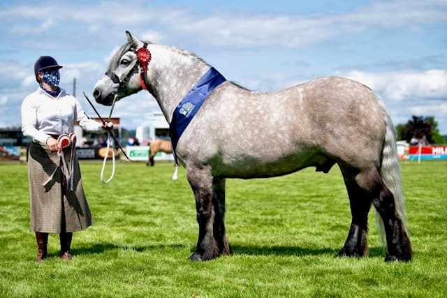 A dapple-grey Highland pony shown in-hand wearing a champion sash