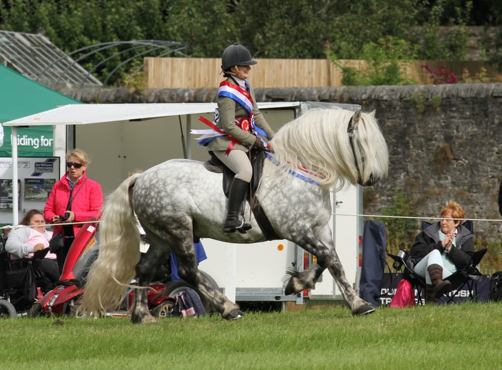 Highland ponies being shown in the ring