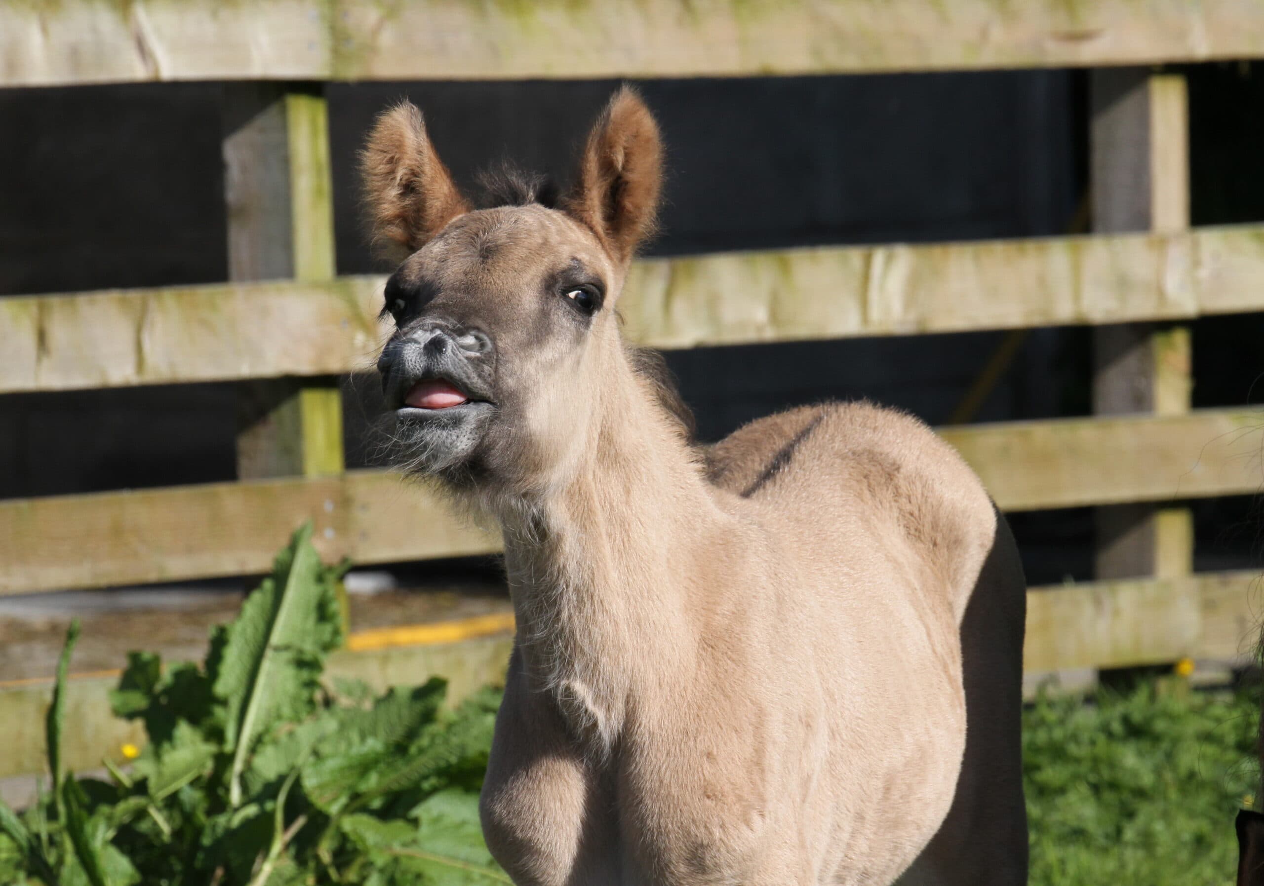 Close-up portrait of a Highland pony foal